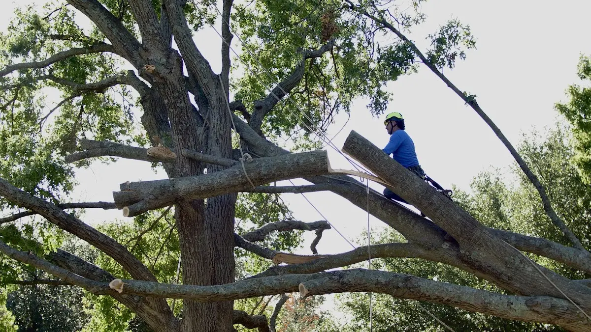 Professional Hazardous Tree Removal performed by certified arborists in Caspian