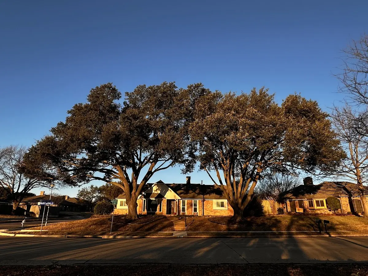 Established residential canopy tree shading a home in Caspian